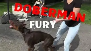 DOBERMAN FURY - SAFECALM DOG TRAINING COLLARS - BIG CHUCK MCBRIDE