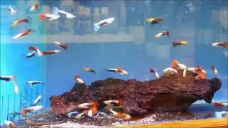A selection of our freshwater tropical fish