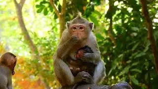 Poor Young Mom Showing Her Teeth In A Cute Way To Protects Her Baby From Disturbing | Best Clip