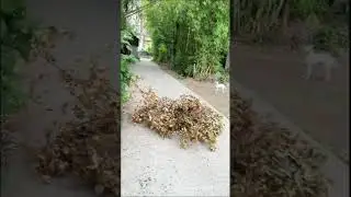 💖 ЗНАМЕНИТЫЙ ПЕС ЮТУБА🤣ЧАСТЬ 3 YOUTUBE CELEBRITY DOG 3 #shorts #funny  #humor