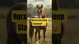 Horses Can Sleep Standing Up?! 😲 | Amazing Horse Facts 🐴 #short #horse #animals #shorts