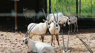 Observing the Gemsbok in Nature &mdash; Stunning Wildlife Scene Without Narration