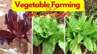 Vegetable Farming I Chinese Vegetables I Kiambu County