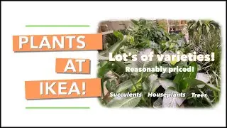 PLANTS AT IKEA | Easy houseplants to care for