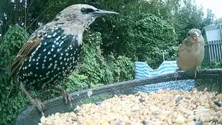 #wildlife #video #1