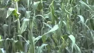 سالم سعيد البارعي.flv