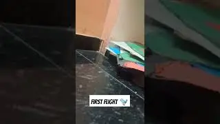 first flight ✈️ #shorts #trending #birds #music