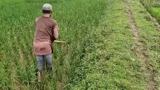 A SMART WAY TO WEDEN RICE PLANTS USING A UNIQUE TOOL WITHOUT THE HASSLE! - Agriculture Farming
