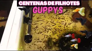 COMO ANDA MINHA CRIAÇÃO DE GUPPYS ?