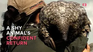 This new generation of pangolins are reclaiming their place in the wild | Beautiful News