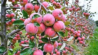 The World&rsquo;s Largest Apple Orchard With a Scale of 45,000 Hectares Exporting Worldwide
