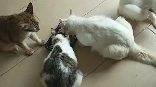 Cats & kittens are 852 & 761 & 687 & 604 & 503 & 486 & 438 & 362 & 247 & 209 & 109 &269 &203 &101&67