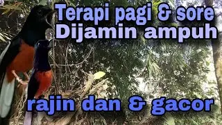 pancingan murai batu AGAR BUNYI jitu untuk JADIKAN murai batu GACOR EMOSI❗