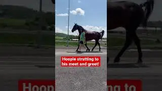 Love our retired #standardbreds 🥰 #harnessracing #shorts #horses #iphone13 #standardbred #racing