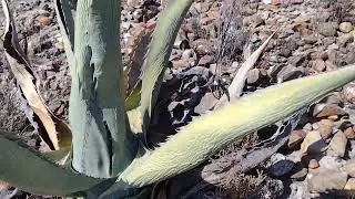 Agave asperrima en temporada de sequ&iacute;a, Mina, Nuevo Le&oacute;n, M&eacute;xico.