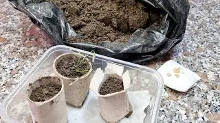 Vasetti per la semina con rotoli di carta igienica | MAMMASTYLE.IT |