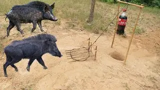 Awesome Quick Wild Pig Trap Using Dead Fall Deep Hole Trap That work 1000%