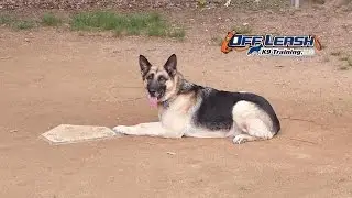 4 Year Old German Shepherd 