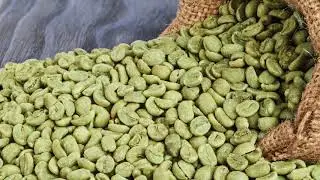 Green Bean Coffee Extract for Weight Loss
