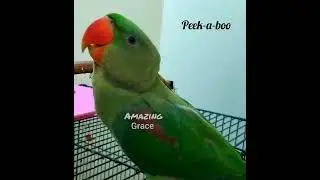 Rio,The Alexander Parrot Playing Peek-a-boo, Talking Parrot(5 month old at that time)