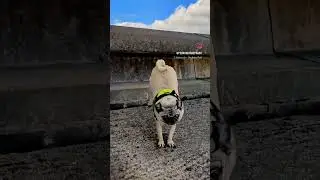 Can your #pug do this? #athlete #pug #carlino #dog #jump #sports #healthy #slowmotion #walk
