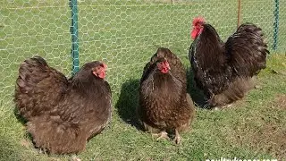 black orpington chicken colors || orpington chicken farm || orpington chicken breed || HD1080P ||