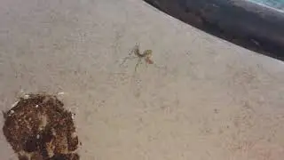 Mantis Religiosa bebe