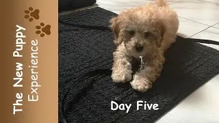 The New Puppy Experience: Day Five