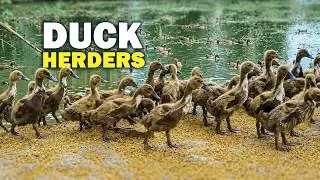 Relaxing Duck Herders in Peaceful Countryside Rural Life & Nature Sounds NRM