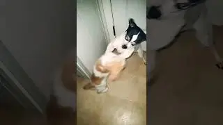 Dog VS cat