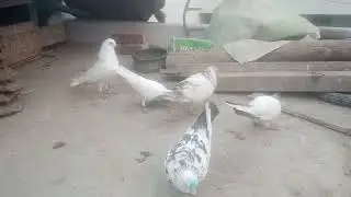 🕊️Pigeon lover2