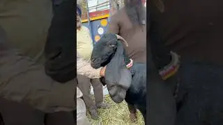 |Full Long Ears |Best Beetal Goats in Punjab |Goat Farming in Punjab |Raju Dirba |Viral Shorts