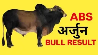 Abs Bull Result || Top Sahiwal Bull Abs || dairy farming
