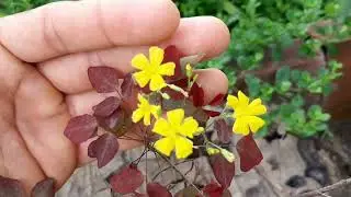 REPOSTANDO VÍDEOS 📹📹ANTIGOS parte 4 #naturezaemcasa @plantasefloresdocampocomno8170