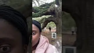 Angel Oak Tree in Charleston, SC