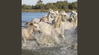 Chevaux sauvages