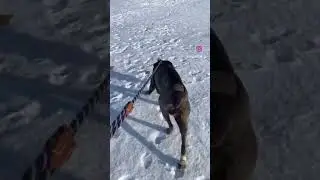 FHO surgery - walking 48 hours after surgery.