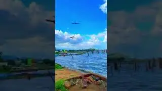 Birds Soaring Above the Sparkling Sea