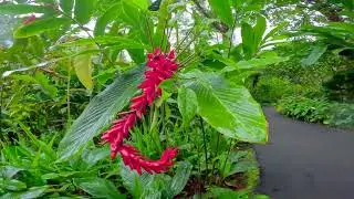 Botanical Garden - Hilo, Hawaii