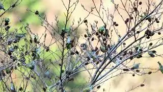 　マヒワの大群