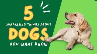 Exploring 5 Surprising Dog Behavior Insights #dogs #dogs facts #dog behavior #dog videos