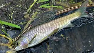 Arizona Fishing for Gila Trout, Grayling and Big Rainbow Trout!