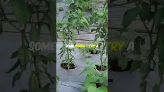 3 Quick Fixes to Protect Your Peppers in a Heatwave