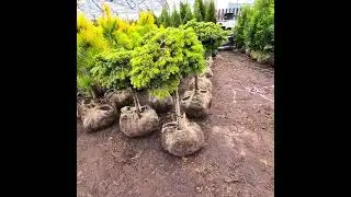 Новые поступления