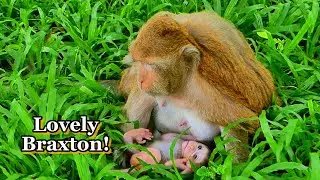 Braxton Is So Adorable Playing and Lying on the Ground, @monkeynaturekh