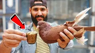 ارخص بديل لكلفة الحمام بعد غلاء الاسعار 👌بث مباشر