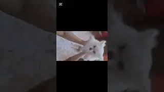 #trendingdogs