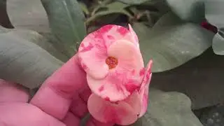 Dikimi süren tayland millileri  ve balkondan kısa bir cekim