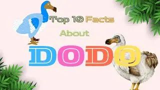 Top 10 Amazing Dodo Bird Facts| Extinct Bird Secrets | Unique Wildlife Features