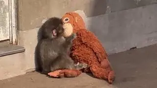 番外編 ママを抱きしめるパンチくん【番外編】【市川市動植物園】ニホンザル